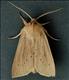 2375 (73.134)<br>Large Wainscot